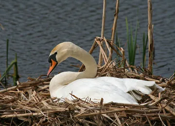 Mute Swan