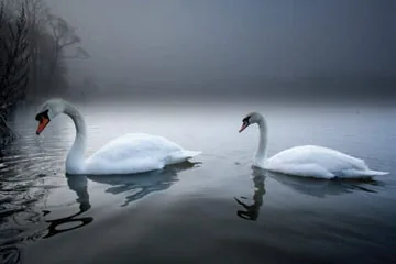 Mute Swan