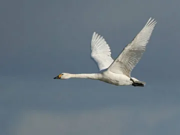 Bewick’s Swan