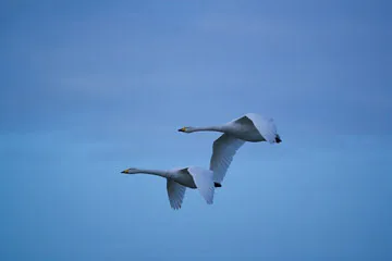 Whooper Swan