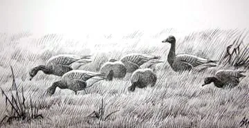 Pink-footed Goose