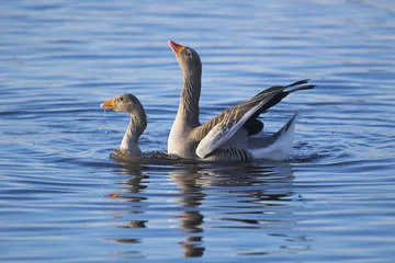 Greylag Goose