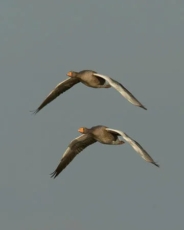 Greylag Goose