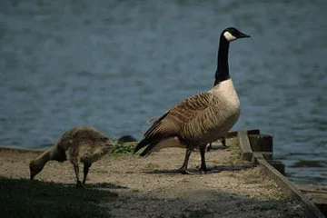 Canada Goose