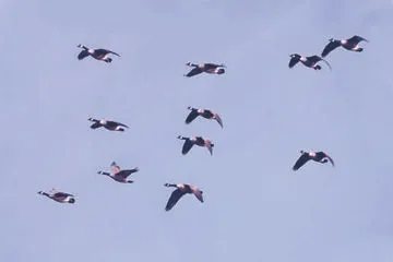 Canada Goose