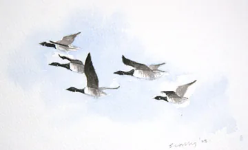 Brent Goose
