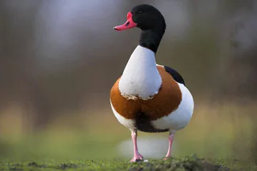 Shelduck