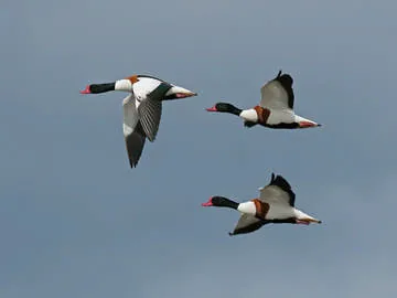 Shelduck