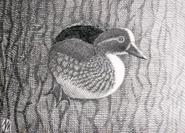 Mandarin Duck