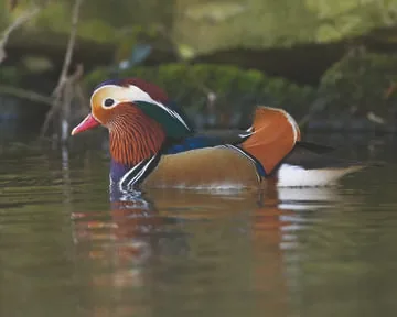 Mandarin Duck
