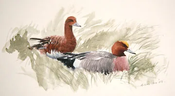 Wigeon