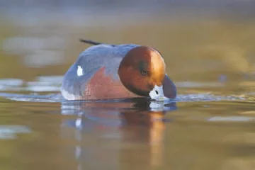 Wigeon
