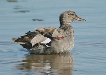 Gadwall
