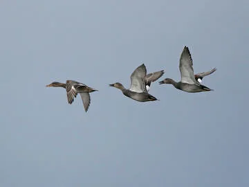 Gadwall