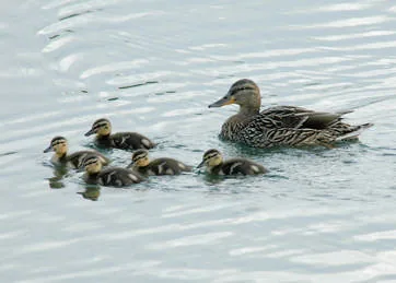 Mallard