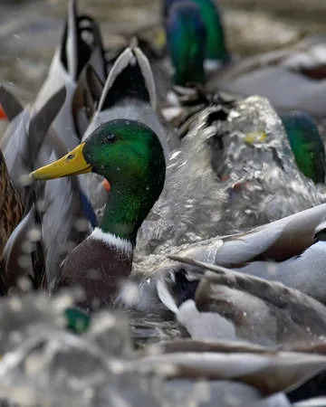 Mallard