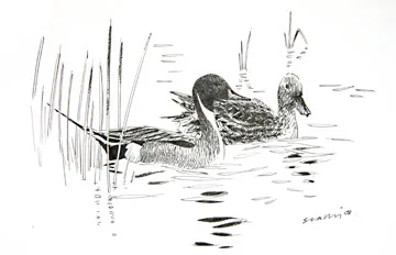 Pintail