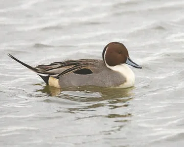 Pintail