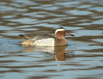 Garganey
