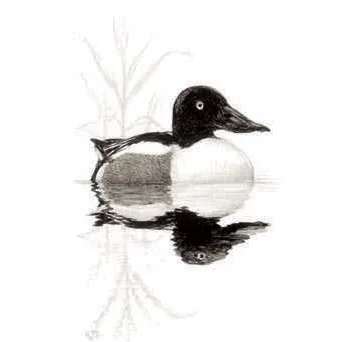 Shoveler