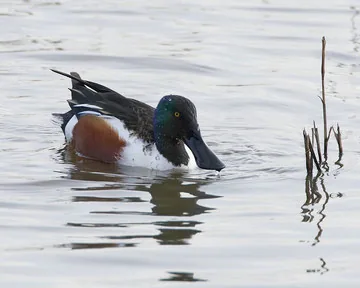 Shoveler