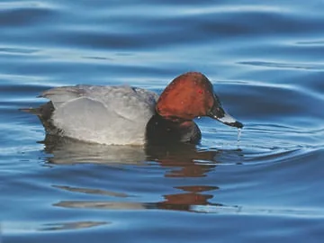 Pochard