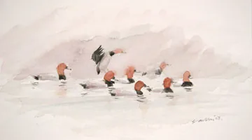 Pochard