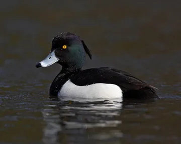 Tufted Duck