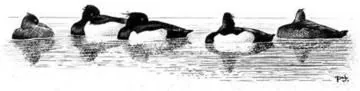 Tufted Duck