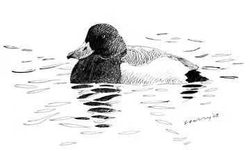 Scaup