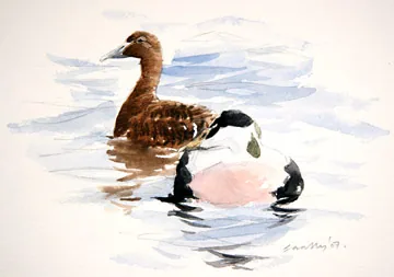 Eider