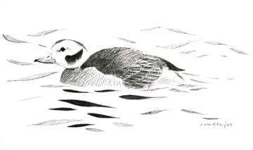 Long-tailed Duck