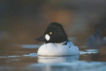 Goldeneye