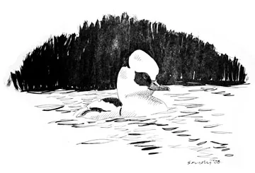 Smew