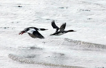 Red-breasted Merganser