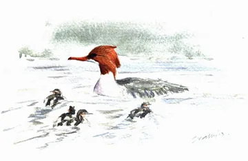 Goosander