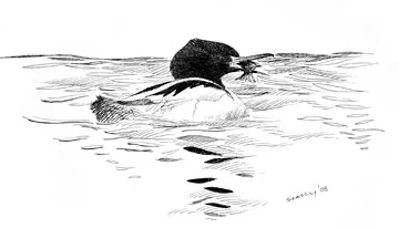 Goosander