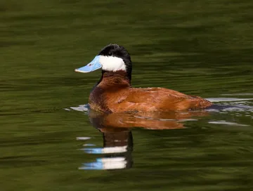 Ruddy Duck