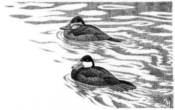 Ruddy Duck