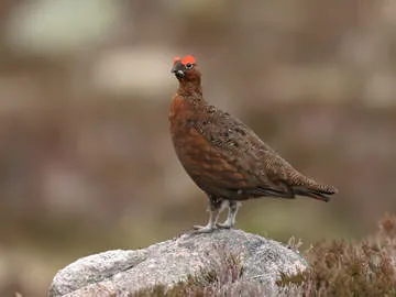 Red Grouse