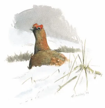Red Grouse