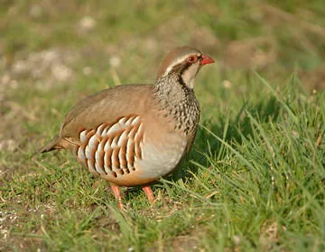 Red-legged Partridge