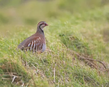 Red-legged Partridge