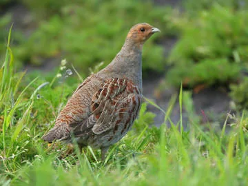 Grey Partridge