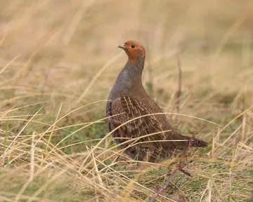 Grey Partridge