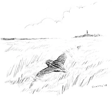 Quail