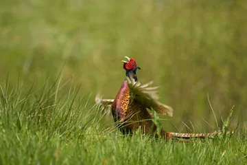Pheasant