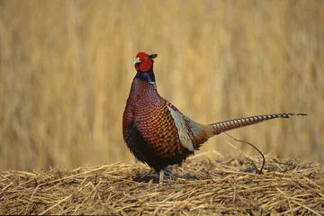 Pheasant