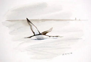 Red-throated Diver