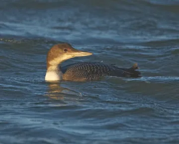 Great Northern Diver